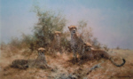 david shepherd cheetah silkscreen print