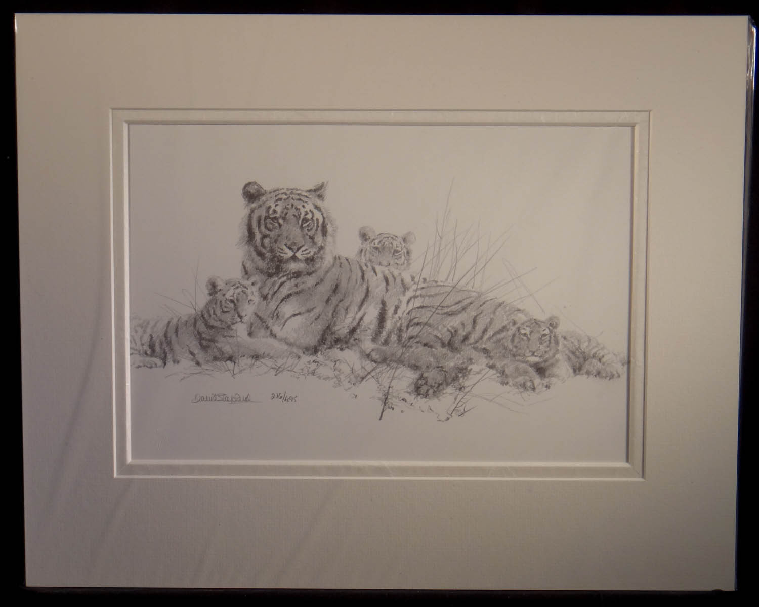 david shepherd, tigers, pencil, sketch, drawing